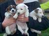 Chiots jack russell russel terrier - photo 1