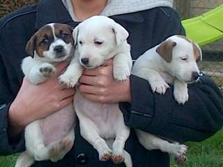 Chiots jack russell russel terrier