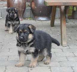 magnifiques jeunes Bergers allemand