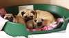 adorables bb carlin - photo 1