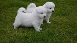 Magnifiques chiots samoyede disponible