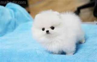 Magnifiques chiots pomeranie disponible
