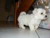 A DONNER chiot type bichon maltais femelle - photo 1