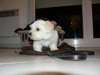 A DONNER chiot type bichon maltais femelle - photo 2