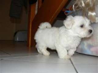 A DONNER chiot type bichon maltais femelle