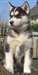 adorables chiots husky de siberien - photo 2