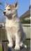 adorables chiots husky de siberien - photo 3
