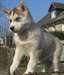adorables chiots husky de siberien - photo 4