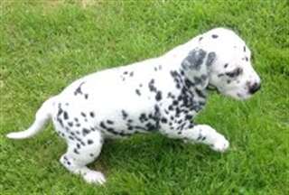 A DONNER Chiots dalmatiens LOF