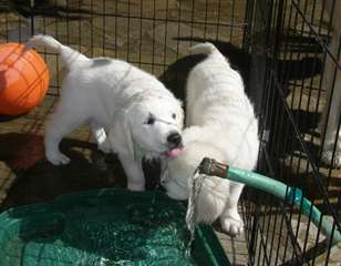 Chiots Golden Retriever pour adoption