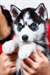 Magnifiques chiots husky siberien disponible - photo 1