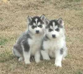 BEAUX CHIOTS SIBERIEN HUSKY DISPONIBILE
