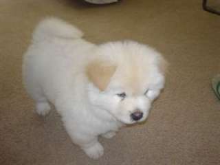 Chiot Chow Chow