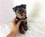 Yorkshire Terrier chiot - photo 1