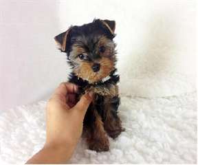 Yorkshire Terrier chiot