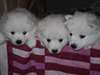 chiots esquimaux Américain - photo 1