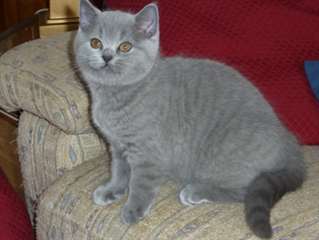 Chatons Brithish short hair