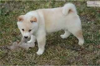 Magnifiques chiots shiba-inu disponible
