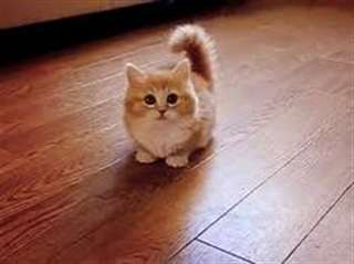 Chatons Munchkin loof