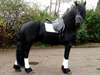 Vends  Chevaux Frison  de 5  ans - photo 2