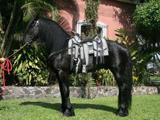 Vends  Chevaux Frison  de 5  ans
