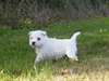Magnifiques chiots westie - photo 1