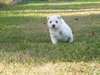 Magnifiques chiots westie - photo 2