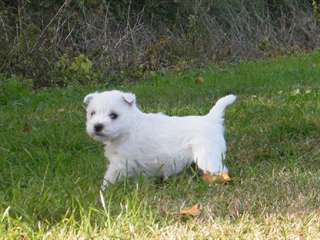 Magnifiques chiots westie