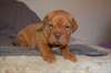 Magnifiques Chiots dogue de bordeaux - photo 2