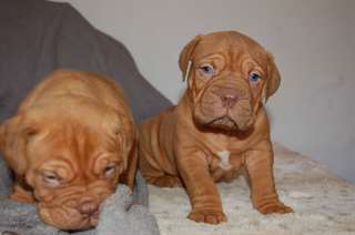 Magnifiques Chiots dogue de bordeaux