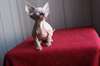 Adorables chatons sphynx - photo 2