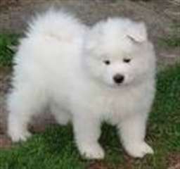 SUBLIMES CHIOTS SAMOIEDES