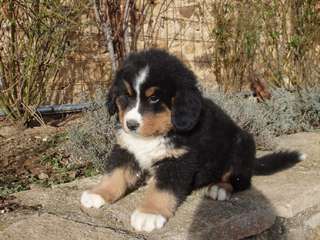 Adorable Bouvier bernois Non Lof