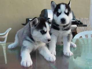 Mignon chiots de Husky Sibérien disponible