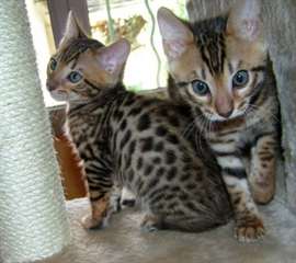 Adorables chatons bengal