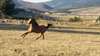 cheval - photo 1