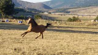 cheval