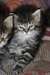 Maine coon chatons disponibles...// - photo 1