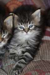 Maine coon chatons disponibles...//