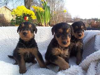 Chiots Airdale Terrier