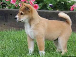 Magnifiques chiots shiba-inu disponible