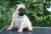 Chiots Carlin - photo 1