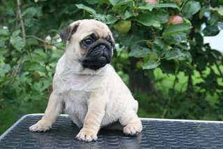 Chiots Carlin