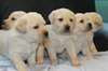 Chiots Labrador - photo 1