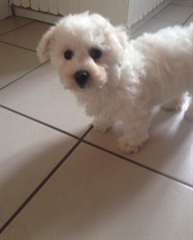Doux Bichon Frise chiots pour adoption