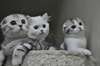 Chatons scottish fold - photo 1