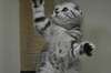 Chatons scottish fold - photo 3