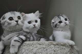 Chatons scottish fold