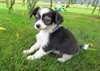 chiots Papillon adorables prêts pour la vente - photo 1