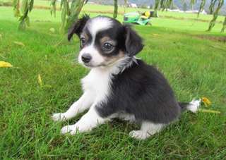 chiots Papillon adorables prêts pour la vente